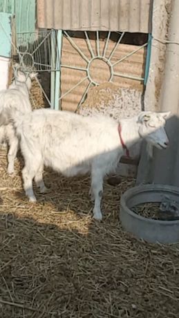 Заненская коза три года
