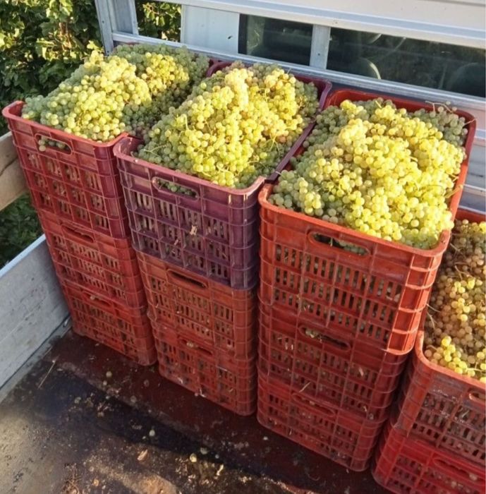 Vand struguri de vin!