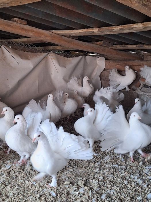 Porumbei voltati albi