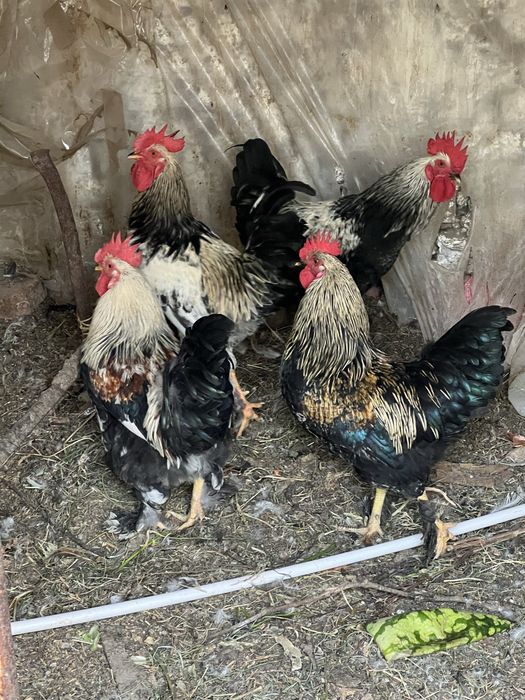 Хорозлар / Петухи