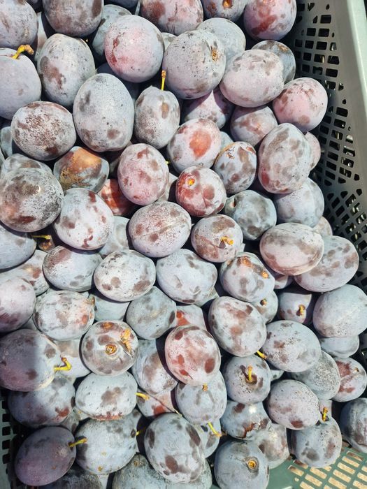 Prune pentru țuică