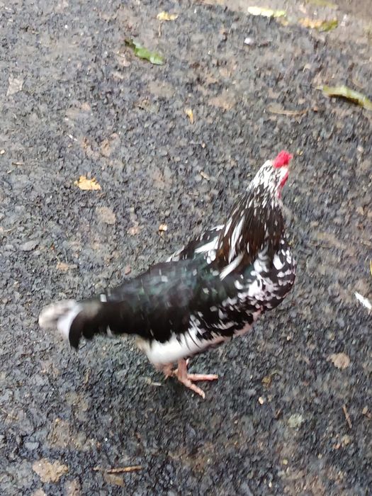 Disponibili cocoși pitici