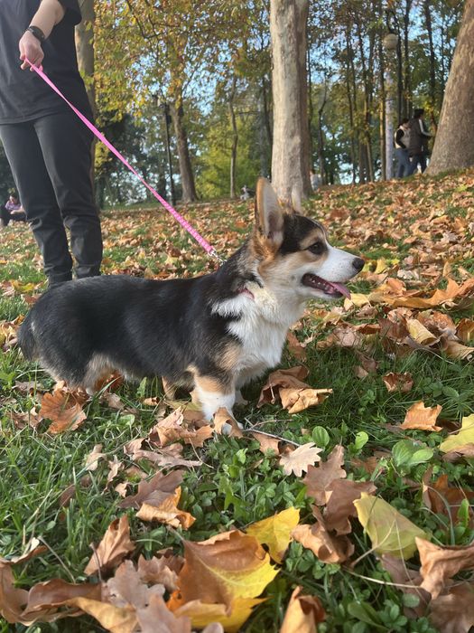 Corgi femela tricolor