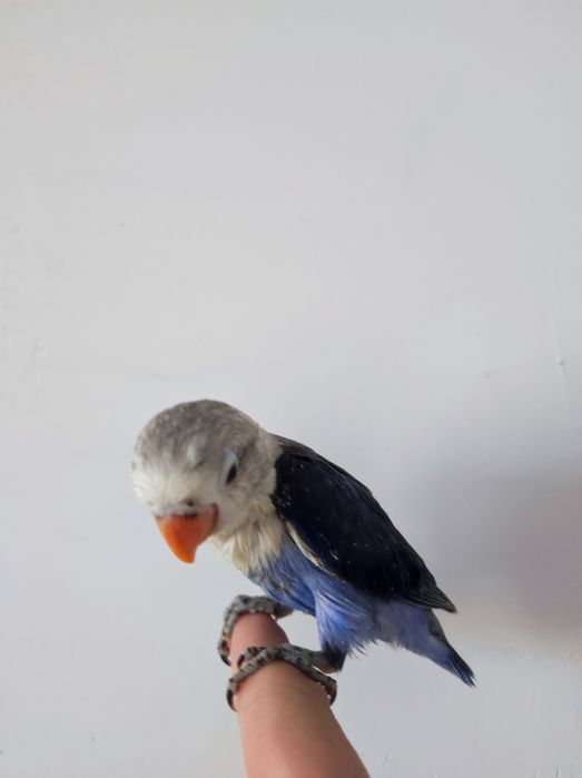 Ruchnoy popugay sotiladi