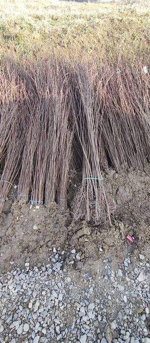 puieți de salcâm pentru împădurirea terenurilor degradate, agricole