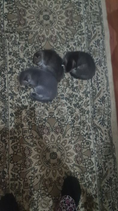 В наличии котята