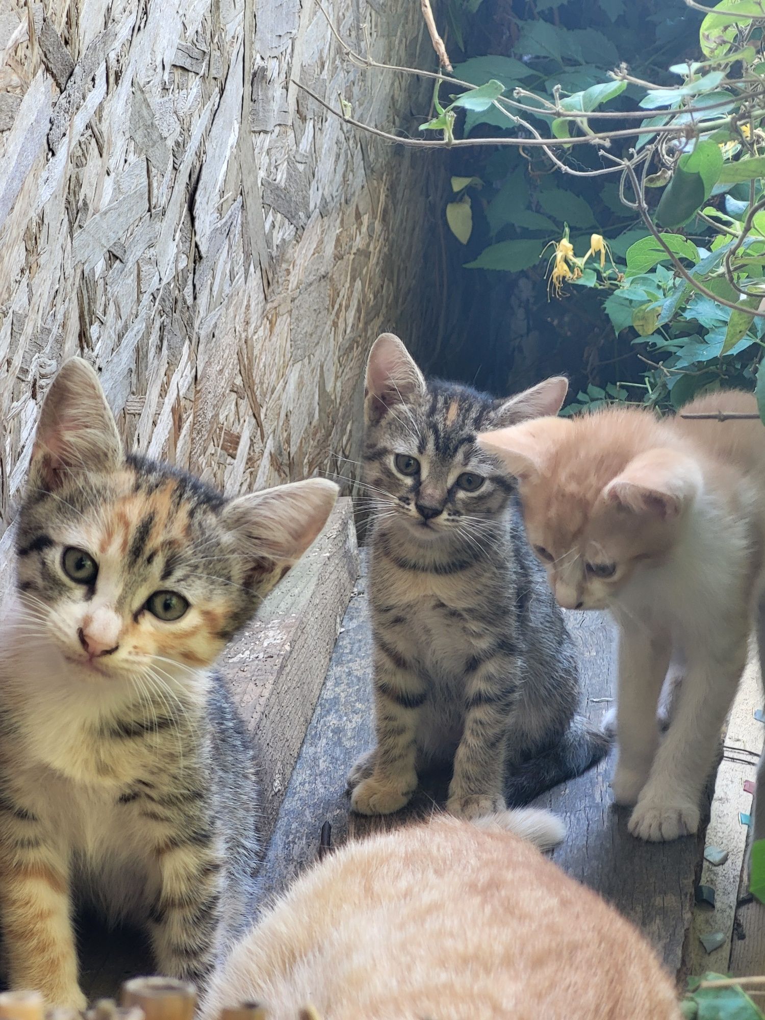 Adopție pisoi 3 luni