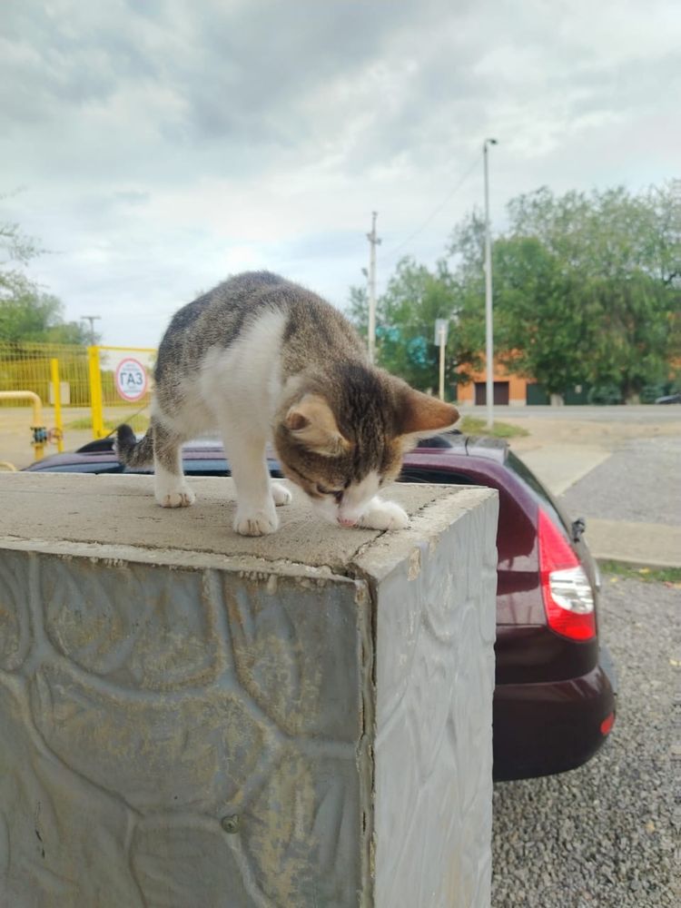 Отдам котенка в добрые руки