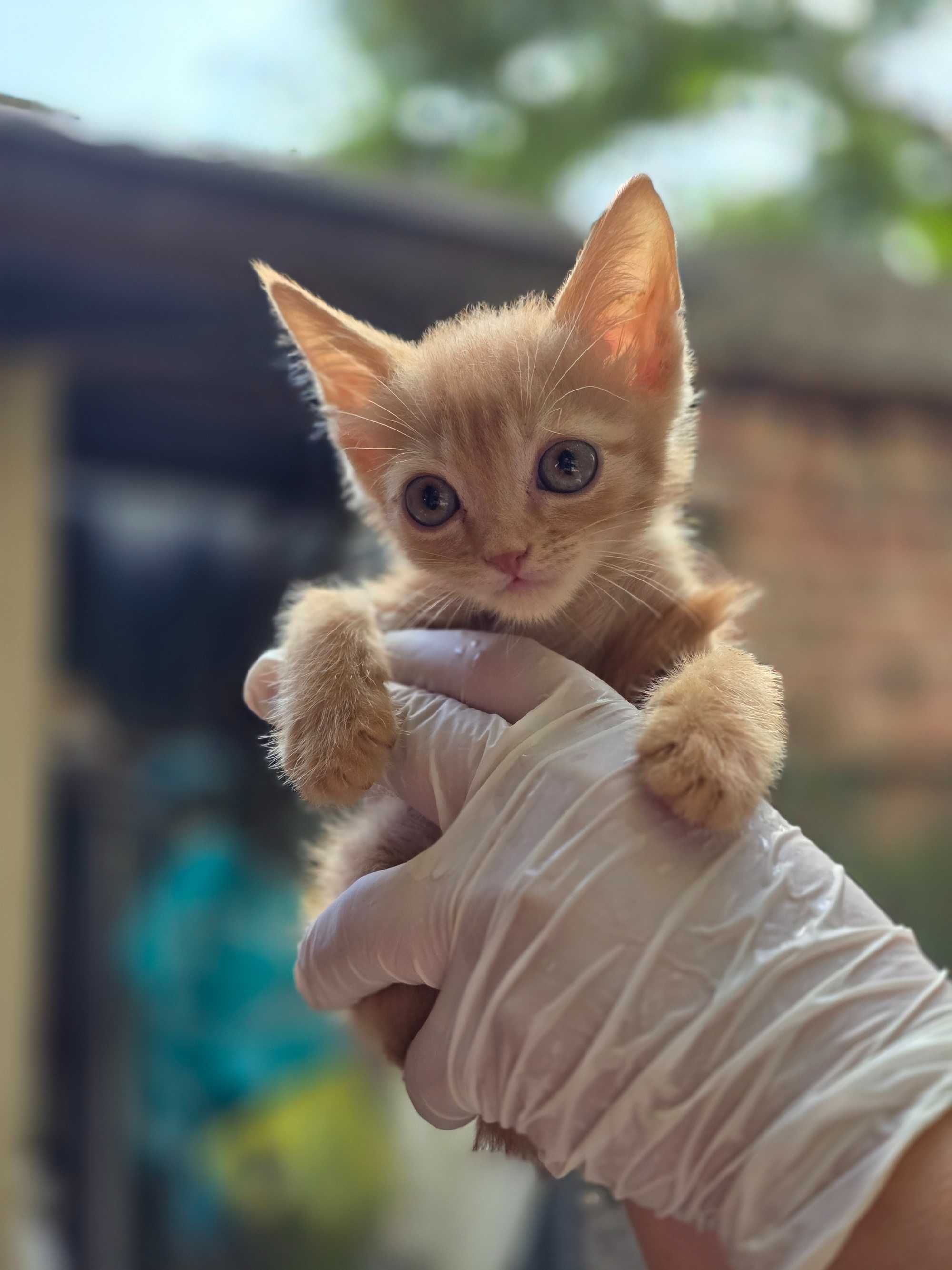 Рыжие котята, 1-2 месяца