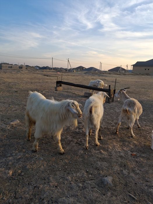 Кокпарга текелер бар