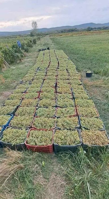 Vand struguri de vin