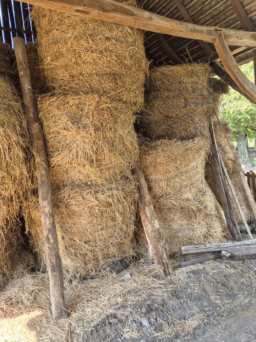 Vând baloti de lucerna, 150 / 120, foarte mari.