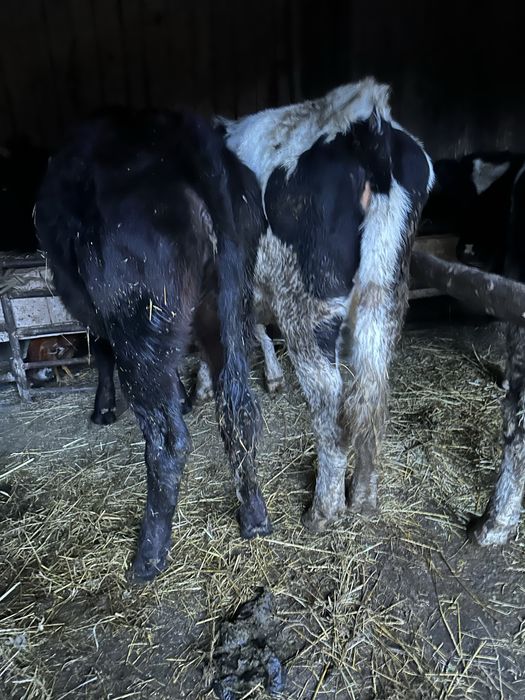 Vând vițele și tăuraș