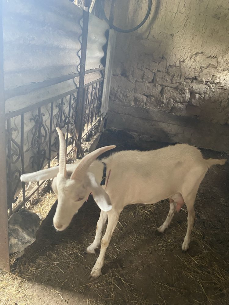 Продам козлёнкуу