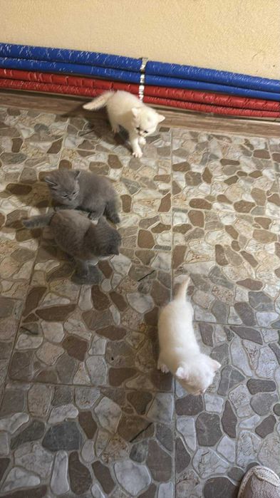 Caută Căsuța Urgent