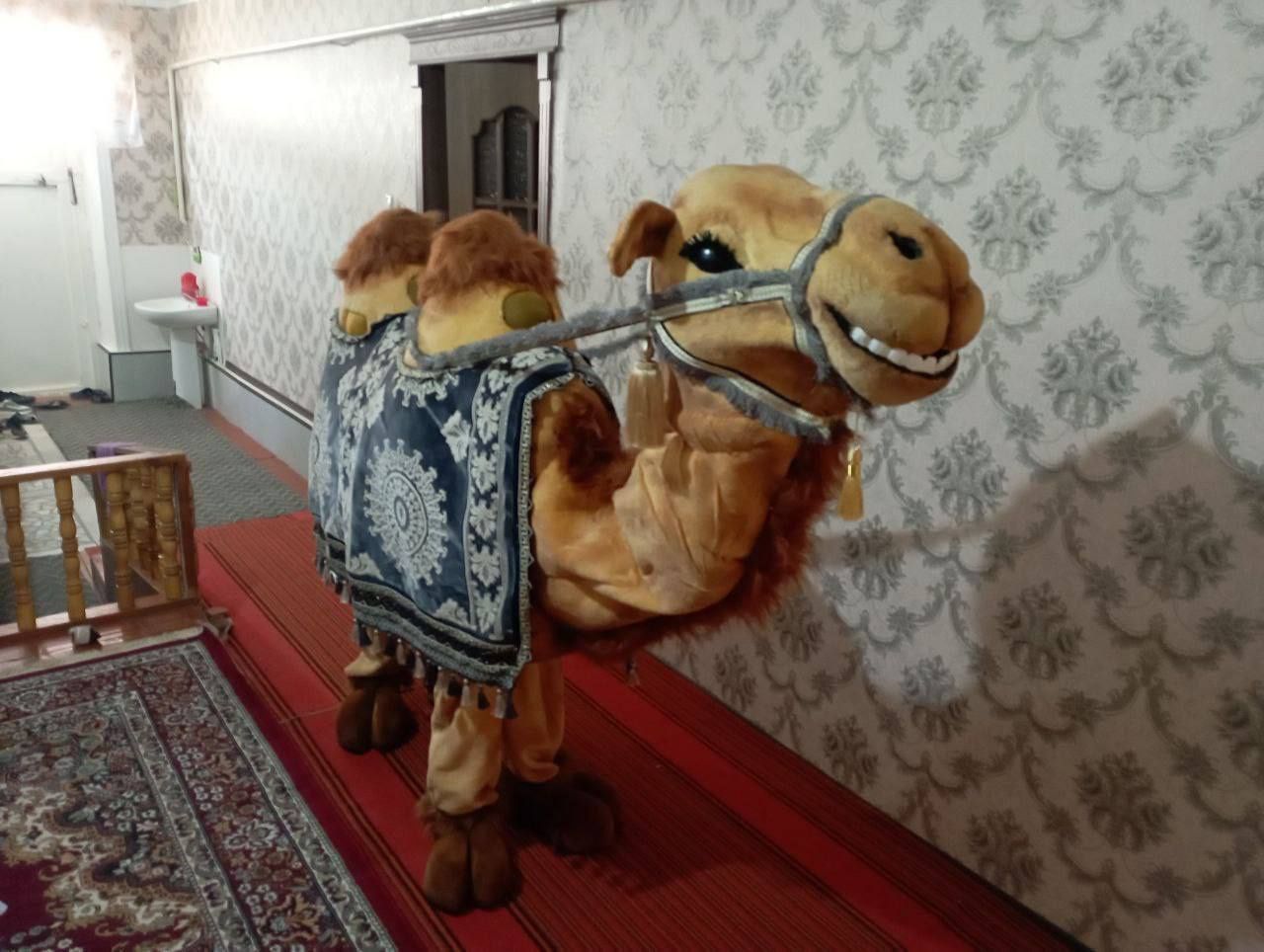 bazmlar uchun tuya
