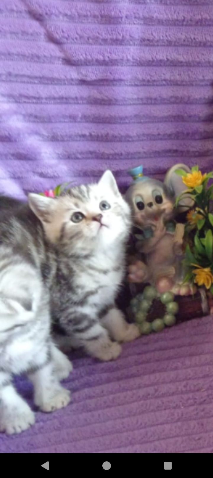 Продам прямоухую шотландскую кошечку.