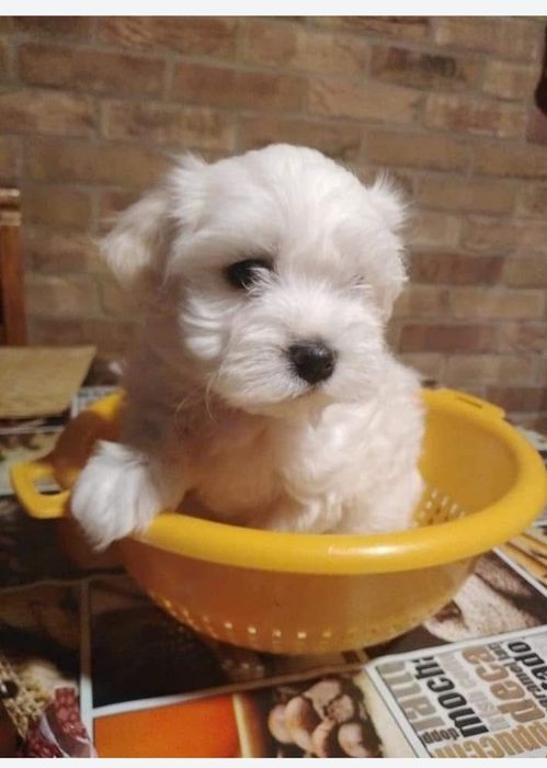 Bichon maltesse mini