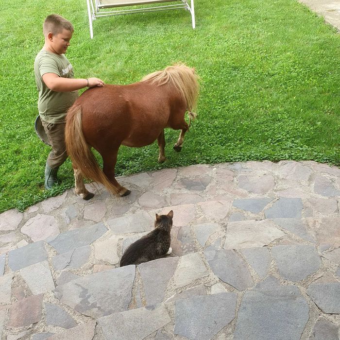 Se vinde ponel cu caruta