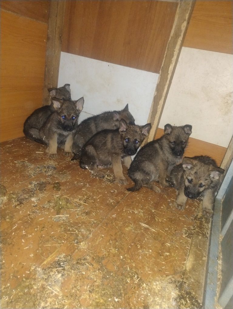 Здрвавейте.        продаваме.