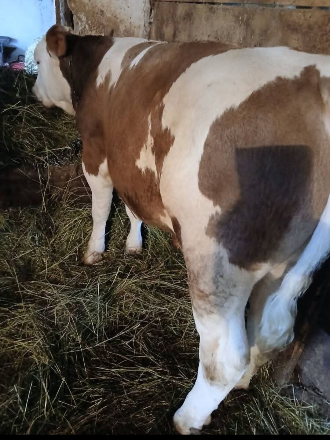 Vând 3 viței și 2 Juninci
