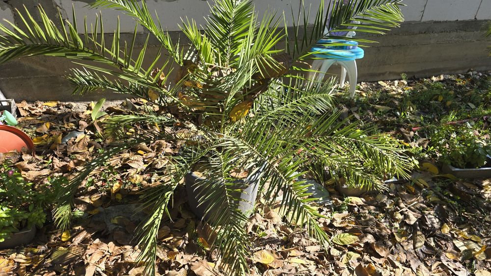 Palmieri diferite marimi