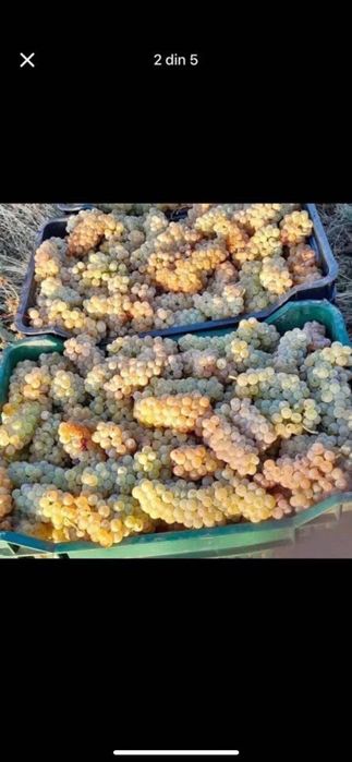 Struguri de vin.