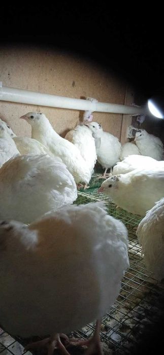 Bedana jojasiga zakaz olamiz  BELI GIGANT paroda