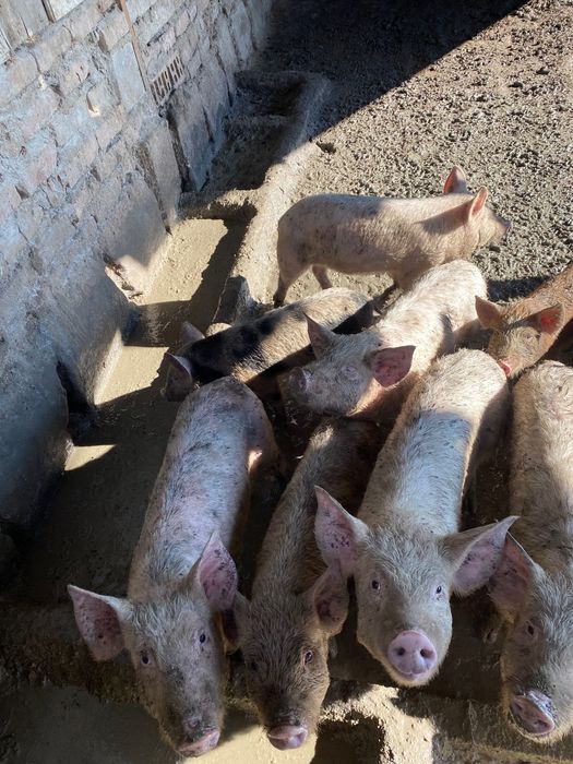 Продават се прасенца