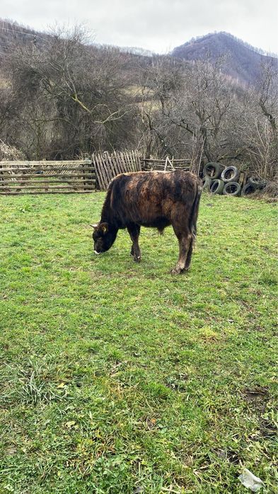 Vand vitel rasa Angus