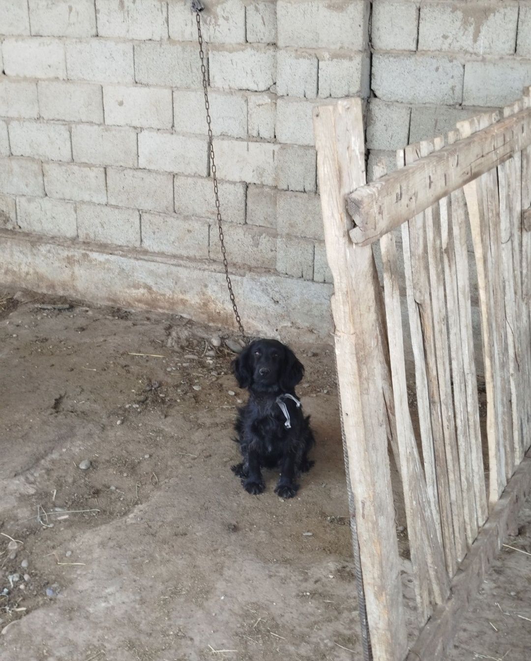Филд спаниель продается