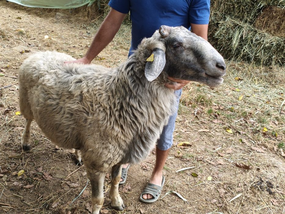 Berbec caracul karakul brumariu