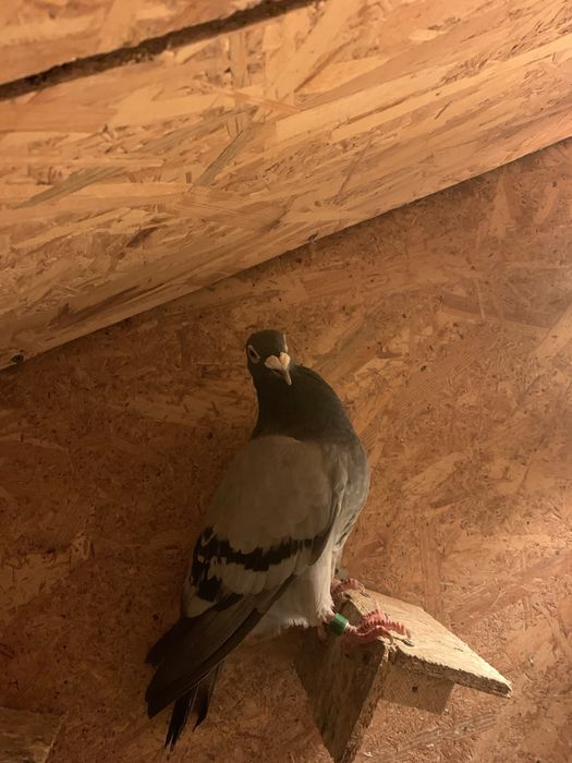 Vand porumbei voiajori