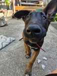 Ciobanesc belgian malinois