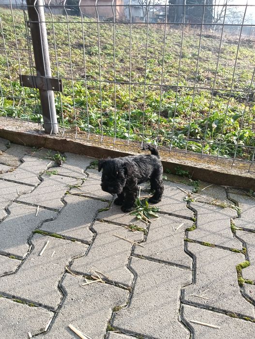 Schnauzer pitic femelă
