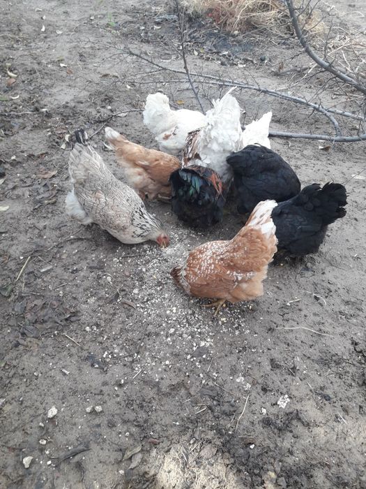 Продам куры домашние.