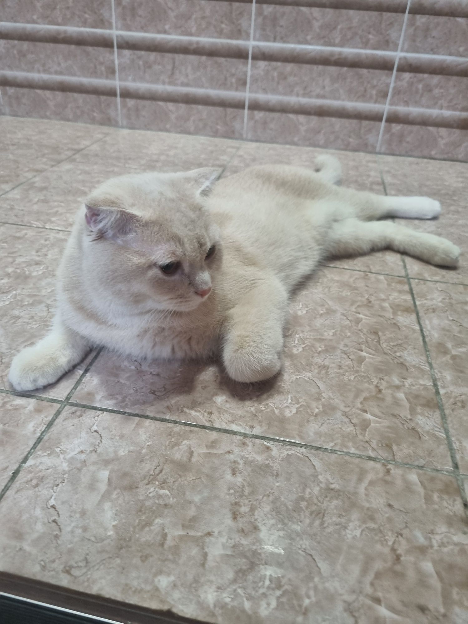 Вязка шотландский веслоухий