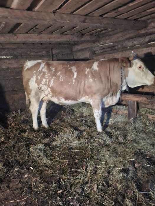 Vand juninca baltata romaneasca