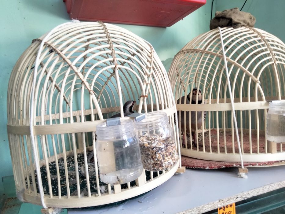 Каклик мода сотилади