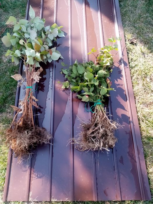 Drajoni   zmeura soi vechi aromat si mure fara tepi  livrare gratis CJ