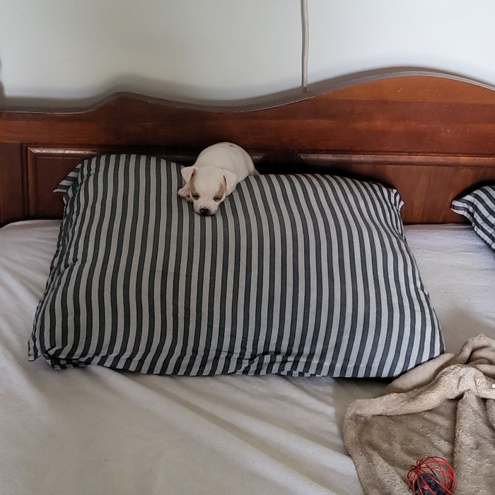 Пинчер немски сърнист