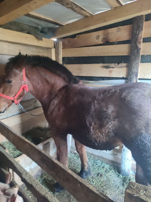 Vând mînz de 8 luni