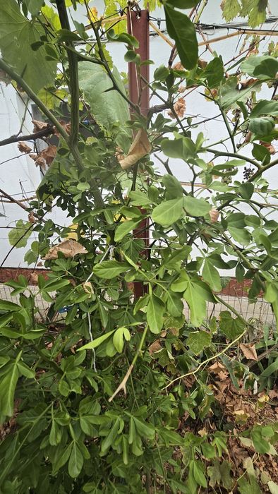 Lămâi rezistent la îngheț