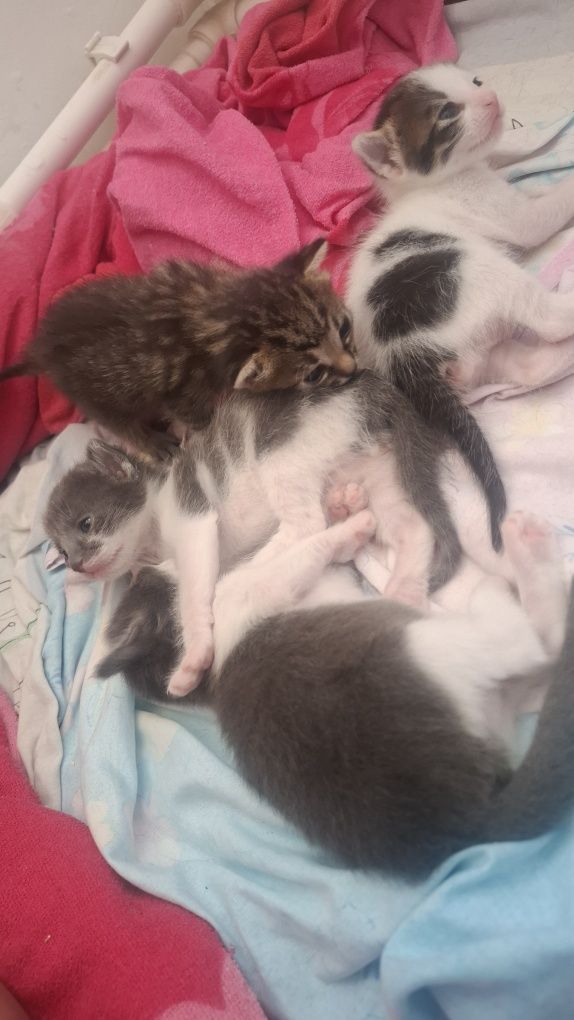 Adoptie Pisicute