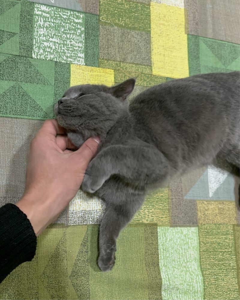 Brinatsyk mushu qarovsz qobketvotkani uchun sotlvoti