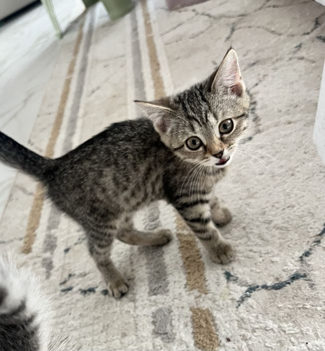 Отдаю котят 3 месяца