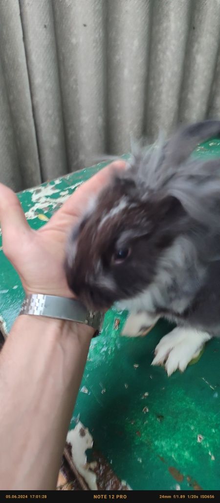 Кролик породы львиноголовый
