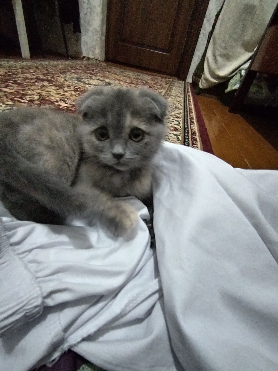 Mushuk zotdor scottish fold
