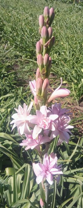 Bulbi de tuberoze parfumate-roz