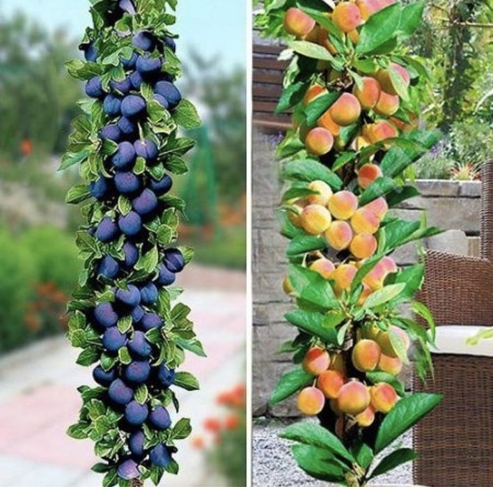 Pomi columnari anul 2/3/4 direct pe rod ! Calitate premium